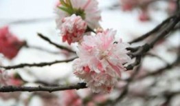 专访摩根士丹利中国首席经济学家邢自强：特朗普2.0给全球经济增加不确定性，中国经济政策成为关注焦点