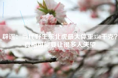 辟谣：当代野生东北虎最大体重350千克？真相可能要让很多人失望
